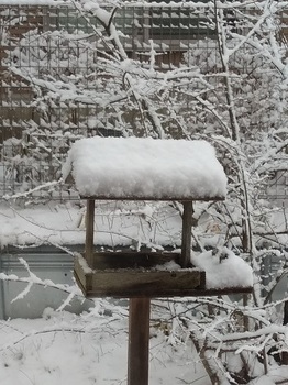 201228初雪.jpg