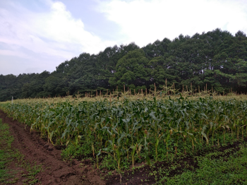 トウモロコシ畑.png