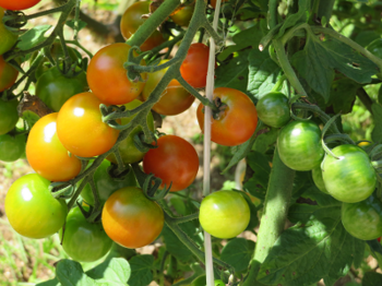 庭のトマト２０２１.png