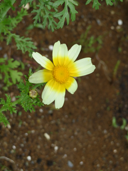 春菊の花.png