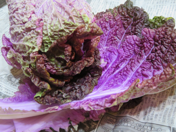紫白菜.png