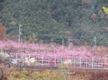 釈迦堂南側桃の花.png